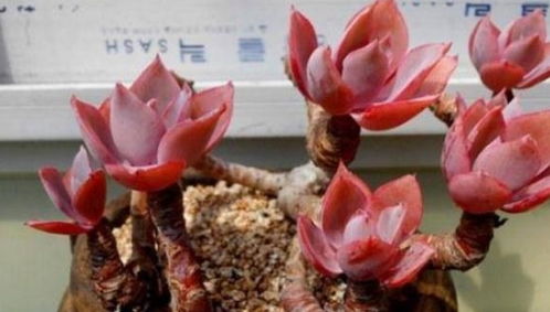 薰衣草种植方法有哪些？如何轻松爆盆