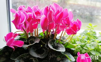 仙客来开花后养护要点大揭秘