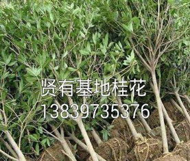 柏树一吨，那又是多少钱呢？