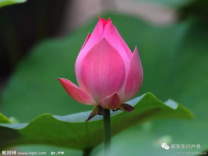 荷花之美：揭秘其神秘魅力与文化意蕴