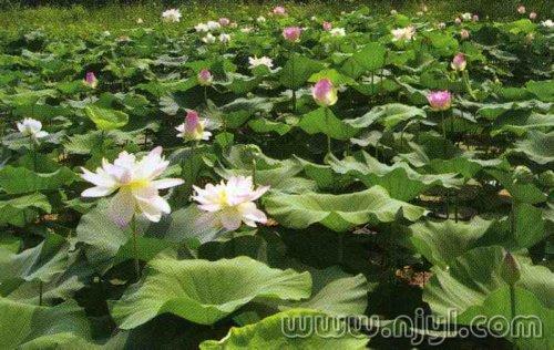 莲花能否通过藕进行繁殖？请详细解析莲花种植的技巧和方法