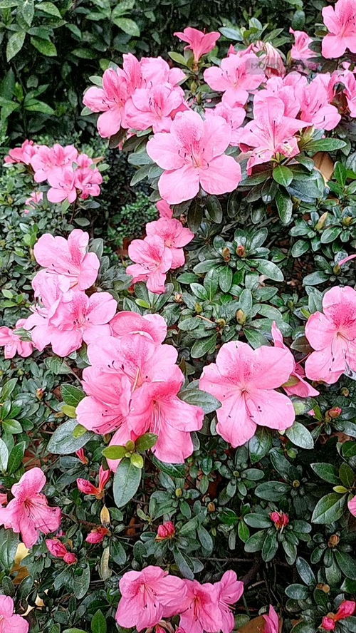 夏天碧桃休眠， 浇水学问大