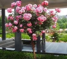 月季的大胃口：水的重要性