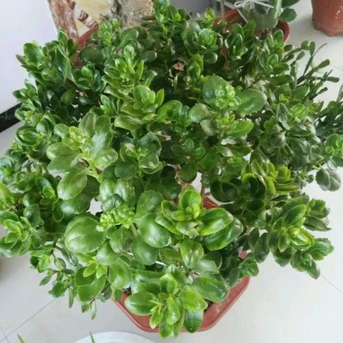 长寿花怎么养才能开花？新手也能学会的养花技巧