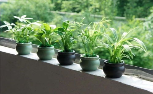 抗污植物三维筛选模型