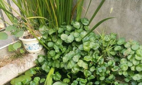 室外杀灭蚊虫应该使用哪种农药？有没有什么推荐的产品？