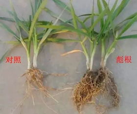 秧苗遭受除草剂误伤，怎么办？