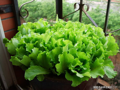 冬天的美味：蒜苗与生菜