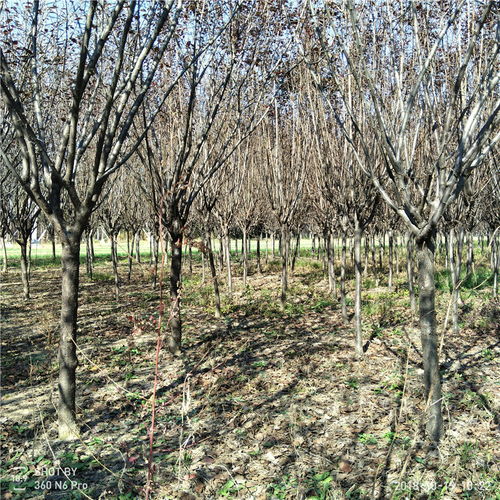 南阳苗木，紫叶李树苗规格揭秘