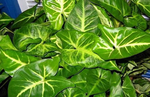 1. 医用级修枝剪