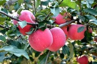 春季清园Neng不Neng用百菌清