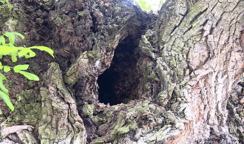 保护树皮， 防范病害