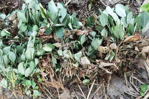 一、 丹参种子，庭院种植的挑战