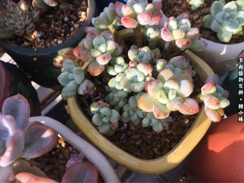 冰玉多肉养殖，关键在于水分和光照的适度管理