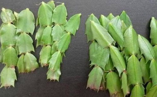 移栽过程，小心为上