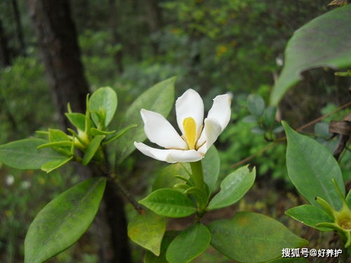秋天小叶栀子为何生长缓慢？