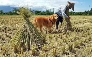 70岁老人在田里打农药，平安吗？