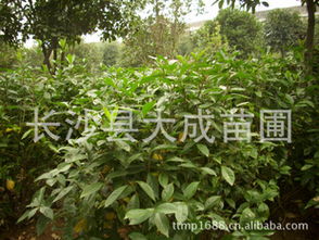 栀子花苗零售价格