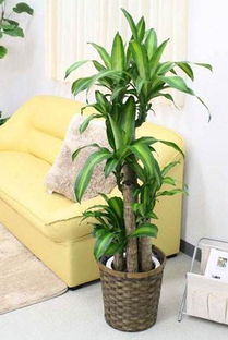 种子处理方案，让你省时50%