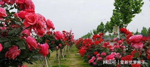 月季种植最佳时机：南方春季最宜！