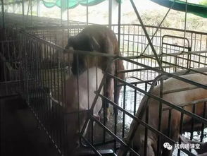 母猪人工授精时如何确保成功率