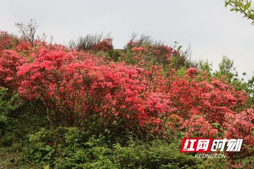 高山花卉， 别样风情