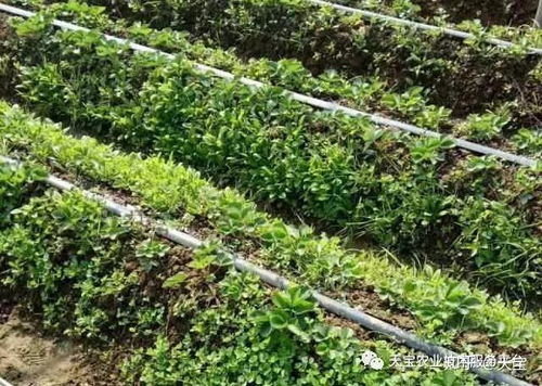 2. 硼酸类除草剂