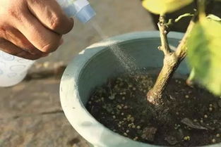 第三招：喷洒杀菌剂， 消灭病虫害