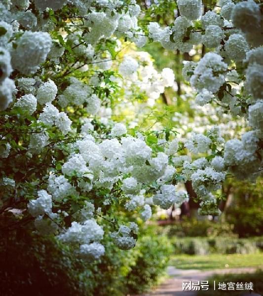 应急时可用过期牛奶兑水浇， 补营养又调酸碱度
