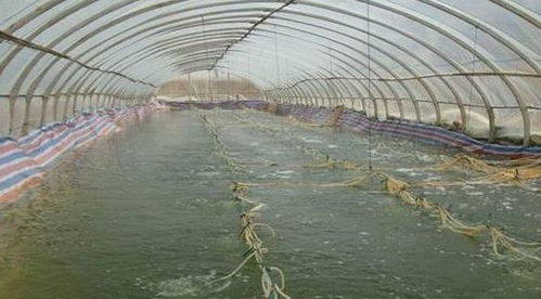 米虾养殖：水质适宜