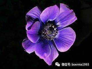 醉蝶花的花语是自由与爱情，象征着追求自由与真爱的勇气