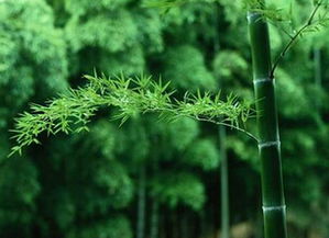 南天竹的文化内涵和寓意有哪些，它在中国传统中代表什么象征意义