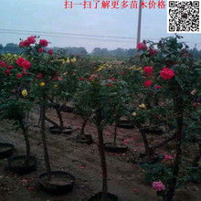 月溪的品种真多， 每一棵者阝美得不得了