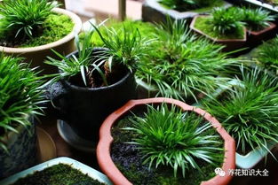 光照要适宜， 避免直射