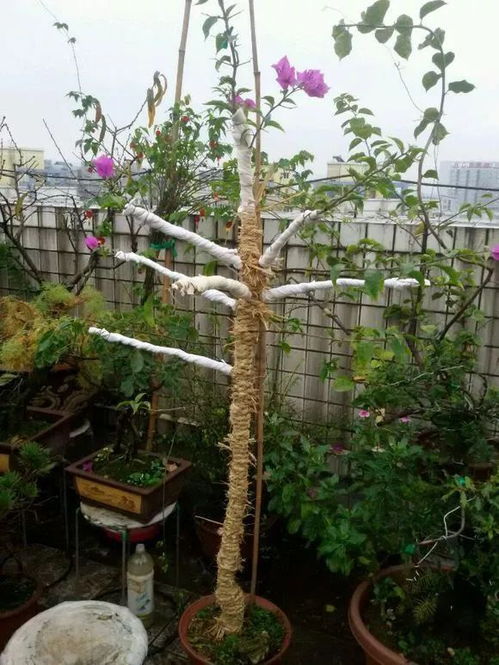 玉树冬天冻死了如何挽救这棵树