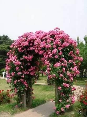 这个藤本月季复色系品种花量大香味浓郁，真的有这么好吗？