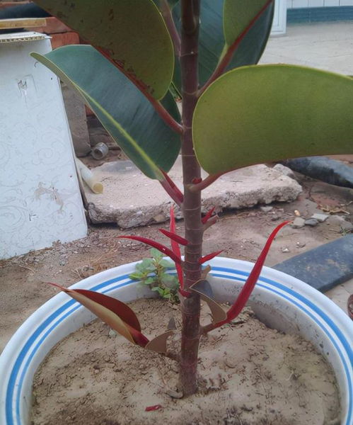 橡皮树长高了如何修剪才能让它更茂盛
