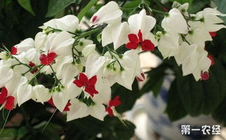 缺乏养分：龙吐珠不吐珠的原因