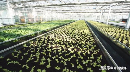 油松种子种植土壤大比拼