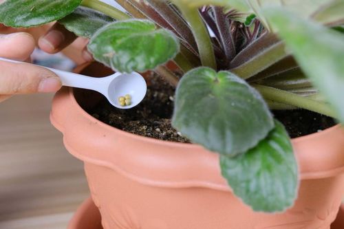 室内养花必备肥料大盘点