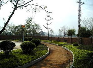 绿化工程，美化环境的大功臣