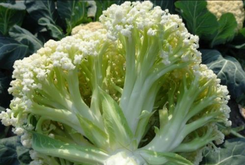 花菜灰霉病症状大揭秘