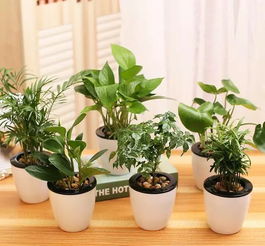 新房去甲醛，哪种植物吸附能力强
