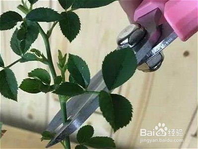 树状月季怎样修剪？修剪方法图解详细步骤有哪些