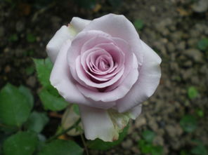 切花月季品种推荐