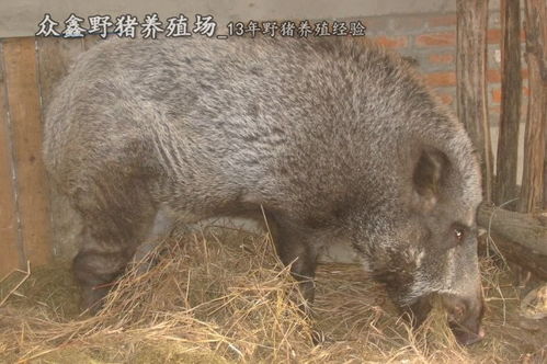 冬季特种野猪科学饲养，保暖防寒