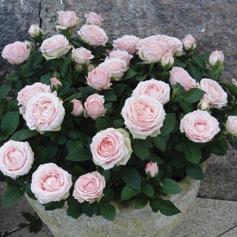 特殊情况处理：高温晴天、 短暂缺水