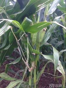 四聚乙醛：争议中的选择