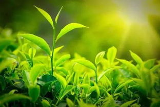 绿色曼陀罗花语究竟蕴含着怎样的探寻与神秘