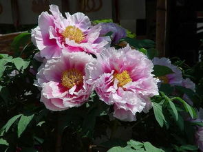 月季花的色彩斑斓， 花语丰富